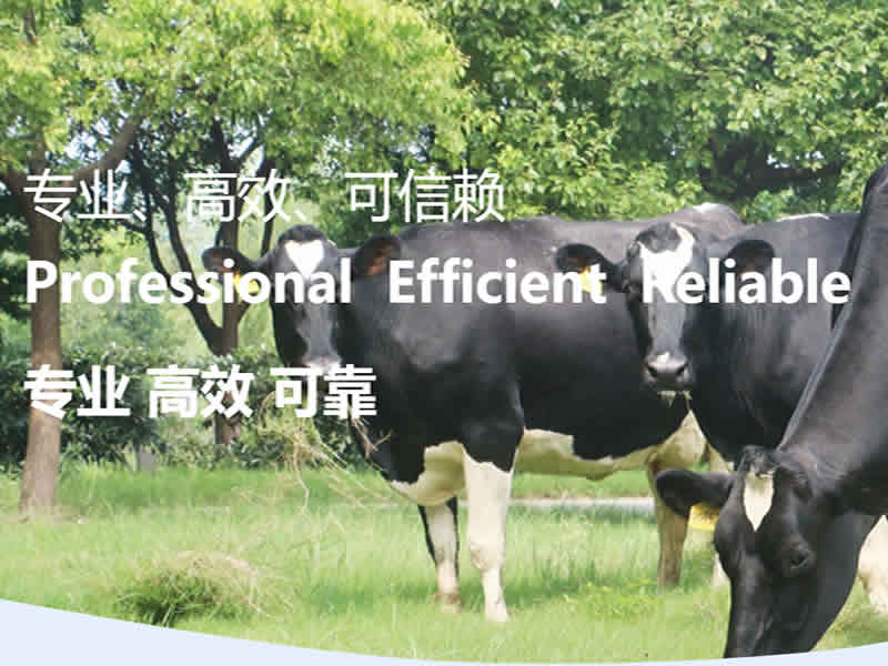 上海光明荷斯坦牧業有限公司